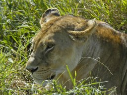 Seronera_and_Lobo2003-020